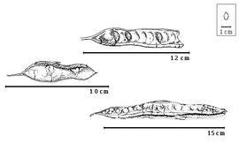  Fruit:  A. fraxinifolius  G.A.W. Arnott amp; R. Wight - left and bottom dehisced fruits, top seeds in situ.
