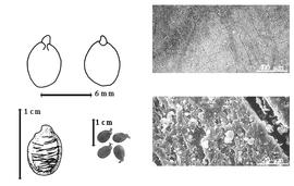  Seed, cotyledon, embryo, and testa:  A. fraxinifolius  G.A.W. Arnott amp; R. Wight - top left cotyledon cordate and investing exposed radicle (L) and embryonic axis (R), bottom left seed topography, bottom left center seeds, testa SEMs.

