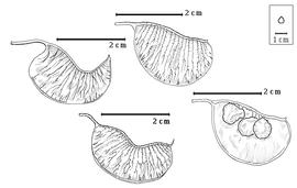  Fruit and seed:  A. garipensis  (E.H.F. Meyer) Torre amp; Hillcoat - top center fruit, bottom right seeds in situ;  A. pechuelii  (C.E.O. Kuntze) Torre amp; Hillcoat - top left and bottom center fruits.
