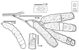  Fruit and seed:  A. patens  (W.J. Hooker amp; G.A.W. Arnott) J.P.M. Brenan - large image fruit cluster, top center 1-seeded endocarp segment, bottom center seed in situ;  P. spicata  (E.H.F. Meyer) C.B. Presl - bottom left fruit.
