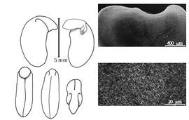  Cotyledon, embryo, and testa:  A. virginica  (C. Linnaeus) N.L. Britton, E.E. Sterns amp; J.F. Poggenberg - embryo, cotyledons, and testa SEMs.
