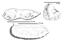 Fruit:  A palembanica  E.G. Baker - top left fruit;  A quanzensis  F.M.J. Welwitsch - bottom fruit;  A.nbsp; sp. - top right dehisced fruit.
