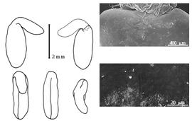  Cotyledon, embryo, and testa:  A. subumbellata  (W.D. Hooker) M.D. Crisp amp; P.E. Weston - embryo, cotyledons, and testa SEMs.
