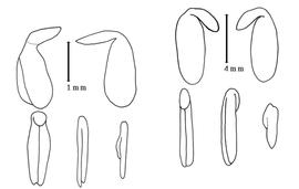  Cotyledon and embryo:  A. cuneifolia  C.F. Ecklon amp; C.L.P. Zeyher - left embryo and cotyledons;  A. pageae  (H.M.L. Bolus) A.L. Schutte - right embryo and cotyledons.
