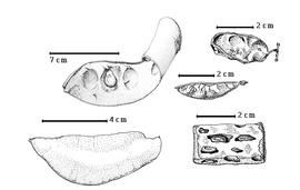  Fruit and seed:  B. binata  Blanco - bottom left fruit;  B. calycina  J.B.L. ex Gagnepain - top left seeds in situ;  B. scandens  C. Linnaeus - top right fruit;  B. syringifolia  (F.J.H. von Mueller) Wunderlin - right center fruit;  B. thonningii  Schumacher - bottom right fruit [after Coetzer amp; Ross, 1976b].
