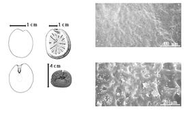  Seed:  B. durandii  (F. Hallé amp; D. Normand) J.J. Wieringa - embryo, cotyledons, seeds, and testa SEMs.
