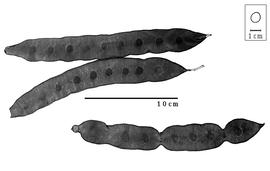  Fruit:  B. blanchetii  (G. Bentham) R.C. Barneby amp; J.W. Grimes - fruits.
