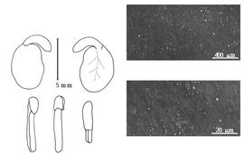  Cotyledon, embryo, and testa:  B. madagascariensis  (A.N. Desvaux) J.H. Kirkbride amp; J.H. Wiersema - embryo, cotyledons, and testa SEMs.
