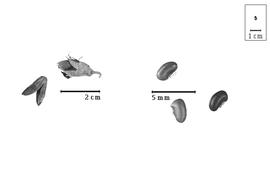  Fruit and seed:  B. allenii  Burtt Davy amp; Hutchinson - bottom seeds in situ;  B. spiciformis  G. Bentham - right fruit, top left dehisced fruit.
