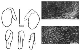  Cotyledon, embryo, and testa:  C. rytidosperma  H.F. Jaubert amp; É. Spach - embryo, cotyledons, and testa SEMs.
