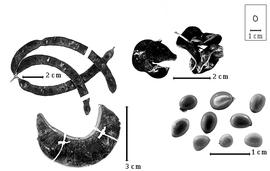  Fruit and seed:  C. foliolosum  (G. Bentham) G.P. Lewis - bottom left fruit;  C. mangense  (N.J. von Jacquin) Britton amp; J.N. Rose - top left fruit cluster;  C.  spp. - top right fruits, bottom right seeds.
