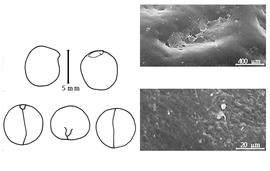  Cotyledon, embryo, and testa:  D. truncata  P.F.B. von Siebold amp; J.G. Zuccarini - embryo, cotyledons, and testa SEMs.
