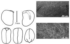  Cotyledon, embryo, and testa:  D. punctata  (R. Wight amp; G.A.W. Arnott) G. Bentham - embryo, cotyledons, and testa SEMs.
