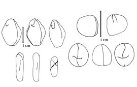  Cotyledon and embryo:  E. confinis  (P.C. Standley) Britton amp; J.N. Rose - left embryo and cotyledons;  E. ebano  (J.L. Berlandier) R.C. Barneby amp; J.W. Grimes - right embryo and cotyledons.
