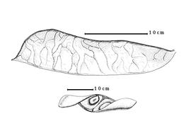  Fruit and seed:  E. spectabilis  C.G.G.J. van Steenis amp; H.C.D. de Wit - top fruit, bottom seed in situ.
