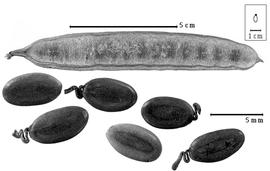  Fruit and seed:  F. moluccana  (F.A.W. Miquel) R.C. Barneby amp; J.W. Grimes - fruit and seeds.
