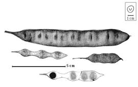  Fruit and seed:  H. pallens  (G. Bentham) Britton amp; J.N. Rose - fruits and seed in situ.
