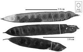  Fruit:  H. occidentalis  (T.S. Brandegee) R.C. Barneby amp; J.W. Grimes - fruits.
