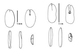  Cotyledon and embryo:  H. corymbosa  (W.P. Rich) - left embryo and cotyledons;  H. marginata  (G. Bentham) R.C. Barneby amp; J.W. Grimes - right embryo and cotyledons.
