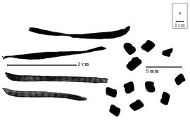  Fruit and seed:  I. costatum  (J.B.A. Guillemin amp; G.S. Perrottet) Schrire - fruits;  I.  spp. - seeds.
