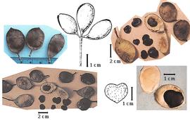  Fruit and seed:  K. kahoolawensis  D.H. Lorence amp; K.R. Wood - top left fruits; bottom left fruits, seed in situ, and seeds, top center fruit cluster and bottom center seed (both from Lorence amp; Wood, 1994), top right fruits, seed in situ, and seeds, bottom right seed in situ.
