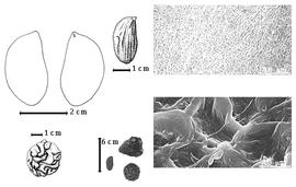  Seed, cotyledon, embryo, and testa:  K. alternifolium  (Elmer) Merrill amp; Rolfe - bottom far left cotyledon topography;  K. pinnatum  (de Candolle) H.A.T. Harms - top left center seed topography, top far left cotyledon entire and concealing radicle (L) and embryonic axis (R), testa SEMs;  K.  spp. - bottom left center seeds.
