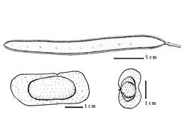 Fruit and seed:  L. capuronii  J.-F. Villiers amp; P. Guinet - top fruit, bottom seeds (all from Villiers amp; Guinet, 1989).
