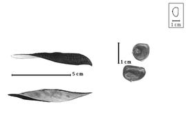  Fruit and seed:  L. modesta  (P.C. Standley amp; J.A. Steyermark) P.C. Standley amp; J.A. Steyermark - valves and seeds.
