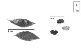  Fruit and seed:  L. splendens  (N.L. Burman) J.J. Bos amp; H.C.D. de Wit - valves and seeds.
