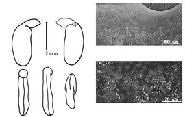  Cotyledon, embryo, and testa:  L. splendens  (N.L. Burman) J.J. Bos amp; H.C.D. de Wit - embryo, cotyledons, and testa SEMs.
