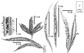  Fruit and seed:  M. quadrivalvis  (C. Linnaeus) var.  angustata  (Torrey amp; Gray) R.C. Barneby - top left center fruit cluster;  M. quadrivalvis  (C. Linnaeus) var.  latidens  (Small) R.C. Barneby - far right fruit cluster without valves;  M. quadrivalvis  (C. Linnaeus) var.  leptocarpa  (de Candolle) R.C. Barneby - top left seeds in situ, right center fruit without valves;  M. quadrivalvis  (C. Linnaeus) var.  tetragona  (Poiret) R.C. Barneby - bottom left fruit cluster with entire fruit and fruit without valves;  M. quadrivalvis  (C. Linnaeus) var.  urbaniana  R.C. Barneby - center fruit without valves.
