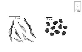  Fruit and seed:  P. uleanus  (H.A.T. Harmes) G.P. Lewis amp; A. Delgado Salinas var.  uleanus  - fruits and seeds.
