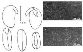 Cotyledon, embryo, and testa:  P. uleanus  (H.A.T. Harmes) G.P. Lewis amp; A. Delgado Salinas var.  uleanus  - embryo, cotyledons, and testa SEMs.
