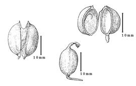  Fruit:  P. nitida  D.J. Du Puy amp; J.-N. Labat - fruit, all after Labat amp; Du Puy, (1997).
