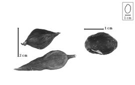  Fruit and seed:  P. xylophylloides  (J.G. Baker) D.J. Du Puy, J.-N. Labat amp; B.D. Schrire - fruits and damaged seed.
