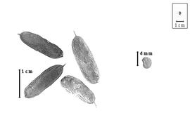  Fruit and seed:  P. mucronata  (A.H.R. Grisebach) Beyra amp; Lavin - fruits and seed.
