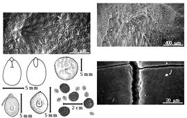  Seed, cotyledon, embryo, and testa:  P. constricta  (Micheli amp; J.N. Rose) Macbride - bottom left center seed topography, far left center cotyledon concealing all but radicle tip (L) and embryonic axis (R), right testa SEMs;  P. obliqua  (C.H. Persoon) Macbride - bottom far left seed topography;  P. paniculata  G. Bentham - center seed topography, top left testa SEM; P. spp. - bottom center seeds.
