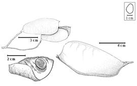  Fruit and seed:  P. emarginatus  (Hutchinson amp; Dalziel) J.J.G. Léonard - top left fruit cluster with intact and dehisced fruits, bottom left seed in situ;  P. multijuga  (H.A.T. Harms) J.J.G. Léonard - bottom right fruit.

