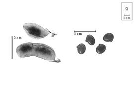  Fruit and seed:  P. caramanicus  P.E. Boissier amp; T.H.H. von Heldreich - fruits and seeds.
