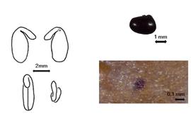 Cotyledon, embryo, and testa:  P. alpestre  (F.J.H. von Mueller) M.D. Crisp amp; P.H. Weston - embryo, cotyledons, and testas.
