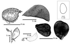  Fruit and seed:  P. brachycarpa  (A. Gray) B.B. Simpson - top left fruit, bottom far left fruit;  P. jamesii  (Torrey amp; A. Gray) Walpers - bottom right seeds, top center fruit, bottom center fruit.

