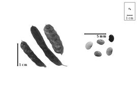  Fruit and seed:  P.  spp. - fruits and seeds.
