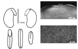  Cotyledon, embryo, and testa:  P. hookeri  R. Wight amp; G.A.W. Arnott - embryo, cotyledons, and testa SEMs.
