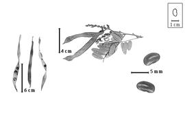  Fruit and seed:  P. alasoa  D.J. Du Puy amp; J.-N. Labat - left fruits and right seeds;  P. ambatoana  (H.E. Baillon) D.J. Du Puy amp; J.-N. Labat - top fruits.
