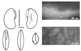  Cotyledon, embryo, and testa:  P. alasoa  D.J. Du Puy amp; J.-N. Labat - embryo, cotyledons, and testa SEMs.
