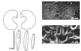  Cotyledon, embryo, and testa:  R. magalhaesii  (C.T. Rizzini) H.C. de Lima amp; A.M.S. de Fonseca Vaz - embryo, cotyledons, and testa SEMs.
