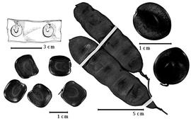 Fruit and seed:  S. acatlensis  (G. Bentham) R.C. Barneby amp; J.W. Grimes - top left seeds in situ, bottom left and top right seeds;  S. platyloba  (Bertero ex A.P. de Candolle) R.C. Barneby amp; J.W. Grimes - center fruits.

