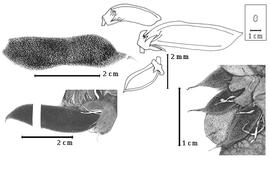 Fruit:  S. chrysantha  (Adamson) Van Wyk amp; Schutte - bottom right fruits;  S. insignis  (Compton) Van Wyk amp; Schutte - left fruits,; S. spp. - top center fruits.
