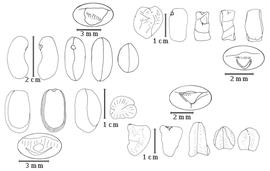  Cotyledon and embryo:  S. latifolia  G. Bentham var.  sylvestris  R.S. Cowan - top right and bottom right embryo, cotyledons, and magnifications;  S. oraria  R.S. Cowan - bottom left embryo, cotyledons, and magnification;  S. simplex  (O.P. Swartz) C.P.J. Sprengel - top left embryo, cotyledons, and magnification.
