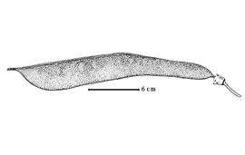  Fruit:  S. grandifolia  (R. Viguier) D.J. Du Puy amp; J.-N. Labat - fruit (drawing from Labat amp; Du Puy, 1998).
